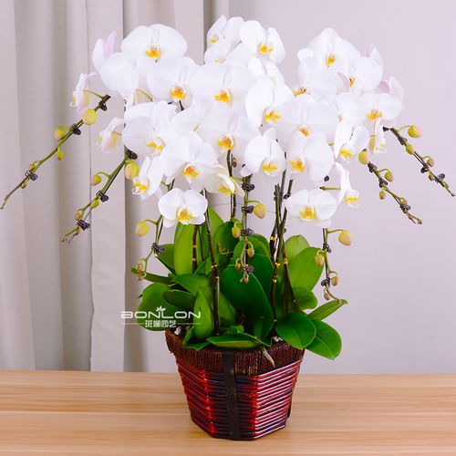 白色蝴蝶兰年宵花卉盆栽组合节日送礼品客厅办公室内北京同城送货